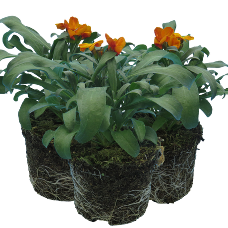 Erysimum cheiri 'Orange' from Cedar Nursery, Cobham