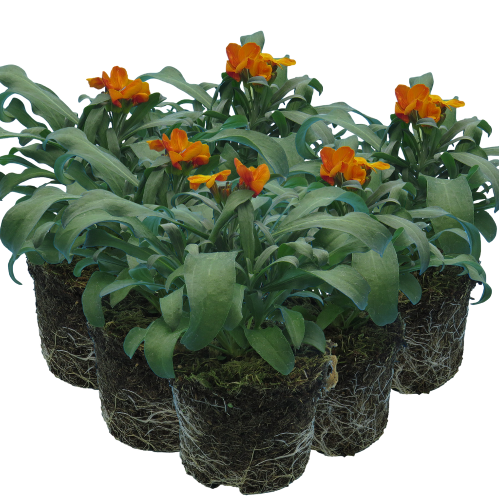 Erysimum cheiri 'Orange' from Cedar Nursery, Cobham