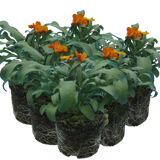 Erysimum cheiri 'Orange' from Cedar Nursery, Cobham