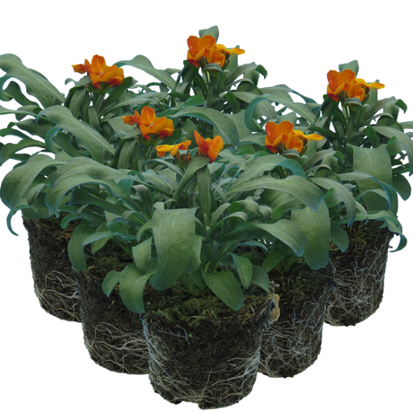 Erysimum cheiri 'Orange' from Cedar Nursery, Cobham