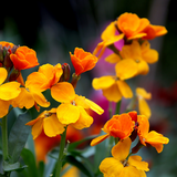Erysimum cheiri 'Orange' from Cedar Nursery, Cobham