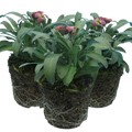 Erysimum cheiri 'Purple Bicolour' from Cedar Nursery, Cobham