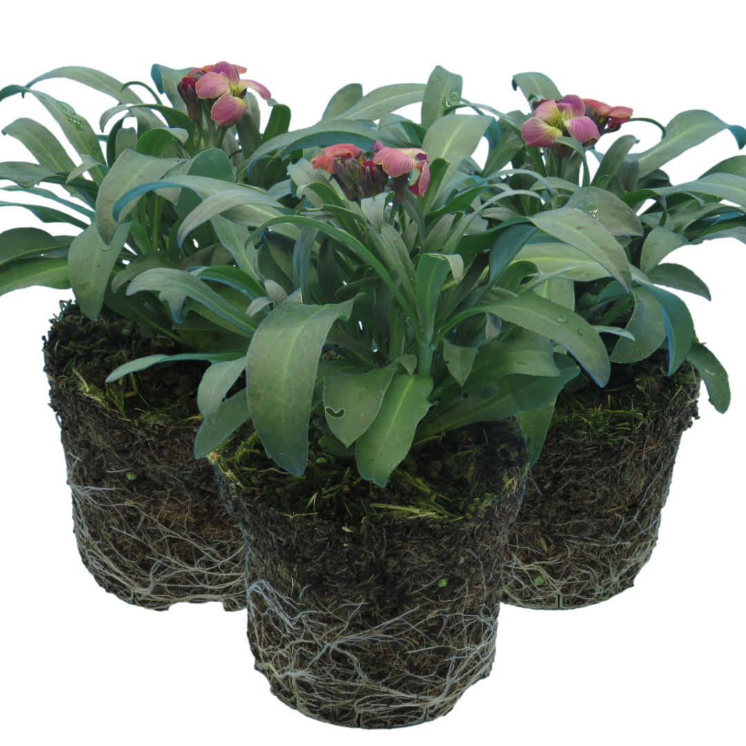 Erysimum cheiri 'Purple Bicolour' from Cedar Nursery, Cobham