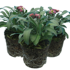 Erysimum cheiri 'Purple Bicolour' from Cedar Nursery, Cobham