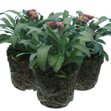 Erysimum cheiri 'Purple Bicolour' from Cedar Nursery, Cobham
