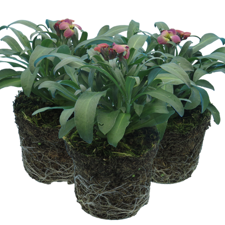 Erysimum cheiri 'Purple Bicolour' from Cedar Nursery, Cobham