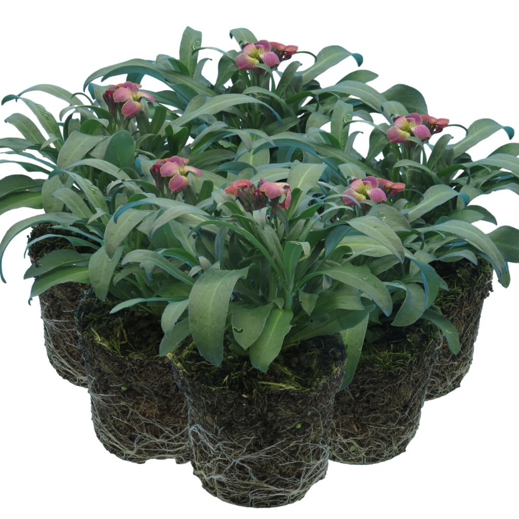 Erysimum cheiri 'Purple Bicolour' from Cedar Nursery, Cobham