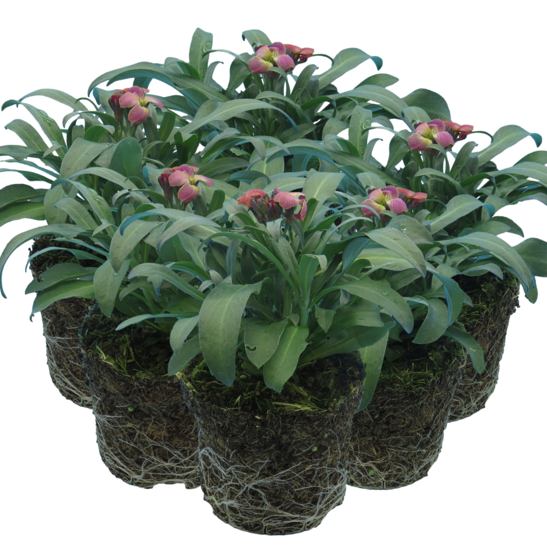 Erysimum cheiri 'Purple Bicolour' from Cedar Nursery, Cobham