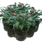 Erysimum cheiri 'Purple Bicolour' from Cedar Nursery, Cobham