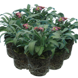 Erysimum cheiri 'Purple Bicolour' from Cedar Nursery, Cobham