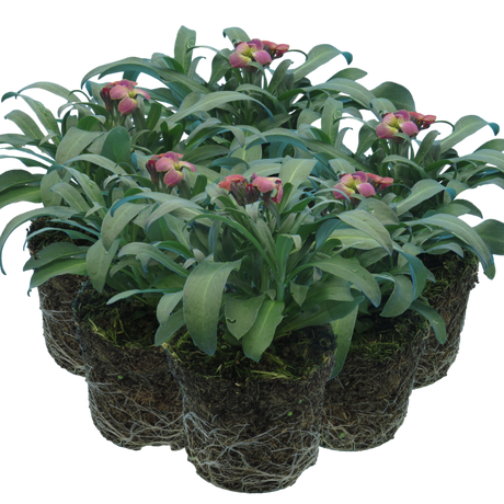 Erysimum cheiri 'Purple Bicolour' from Cedar Nursery, Cobham