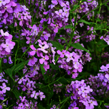 Erysimum cheiri 'Purple Bicolour' from Cedar Nursery, Cobham