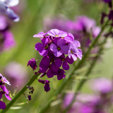 Erysimum cheiri 'Purple Bicolour' from Cedar Nursery, Cobham