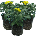 Erysimum cheiri 'Yellow' from Cedar Nursery, Cobham
