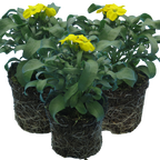 Erysimum cheiri 'Yellow' from Cedar Nursery, Cobham