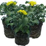 Erysimum cheiri 'Yellow' from Cedar Nursery, Cobham