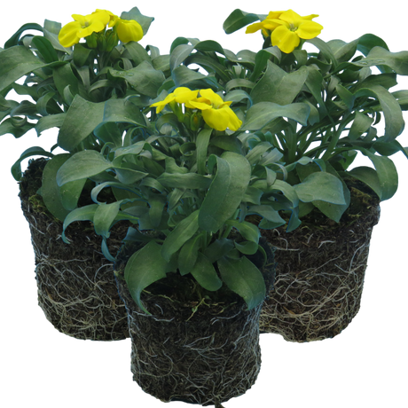 Erysimum cheiri 'Yellow' from Cedar Nursery, Cobham