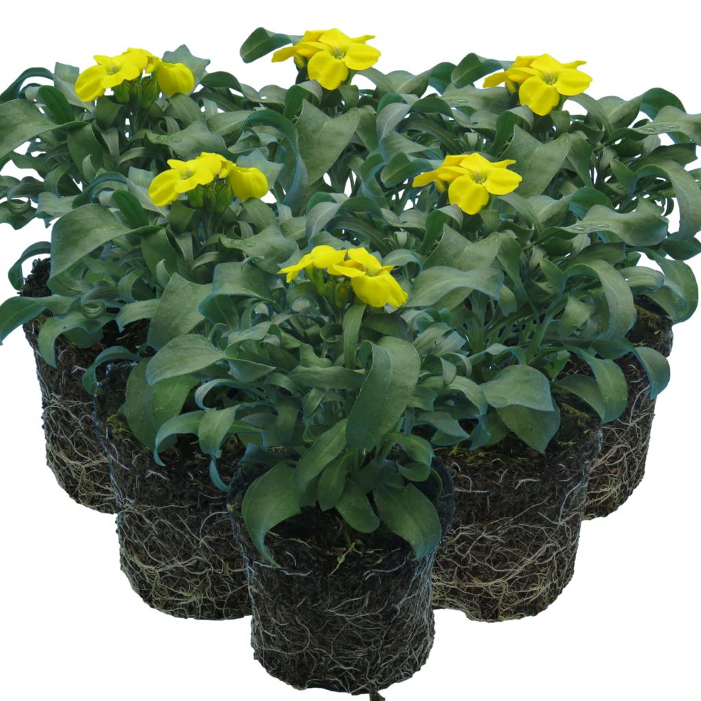 Erysimum cheiri 'Yellow' from Cedar Nursery, Cobham