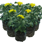 Erysimum cheiri 'Yellow' from Cedar Nursery, Cobham