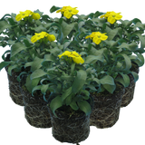 Erysimum cheiri 'Yellow' from Cedar Nursery, Cobham