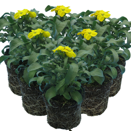 Erysimum cheiri 'Yellow' from Cedar Nursery, Cobham