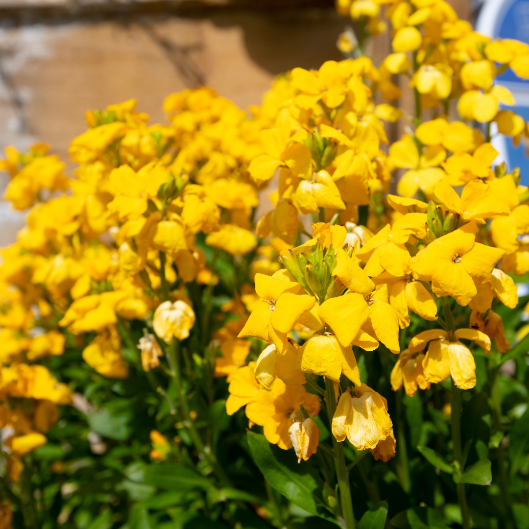 Erysimum cheiri 'Yellow' from Cedar Nursery, Cobham