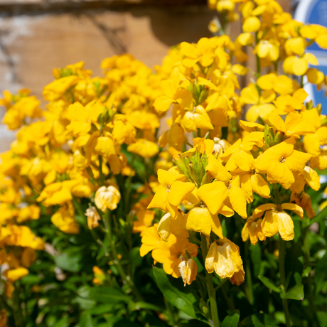 Erysimum cheiri 'Yellow' from Cedar Nursery, Cobham