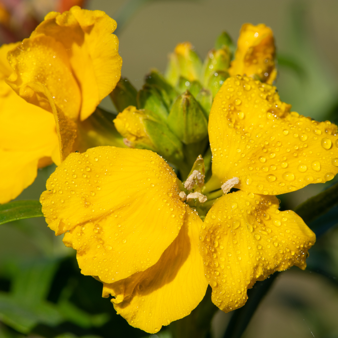 Erysimum cheiri 'Yellow' from Cedar Nursery, Cobham