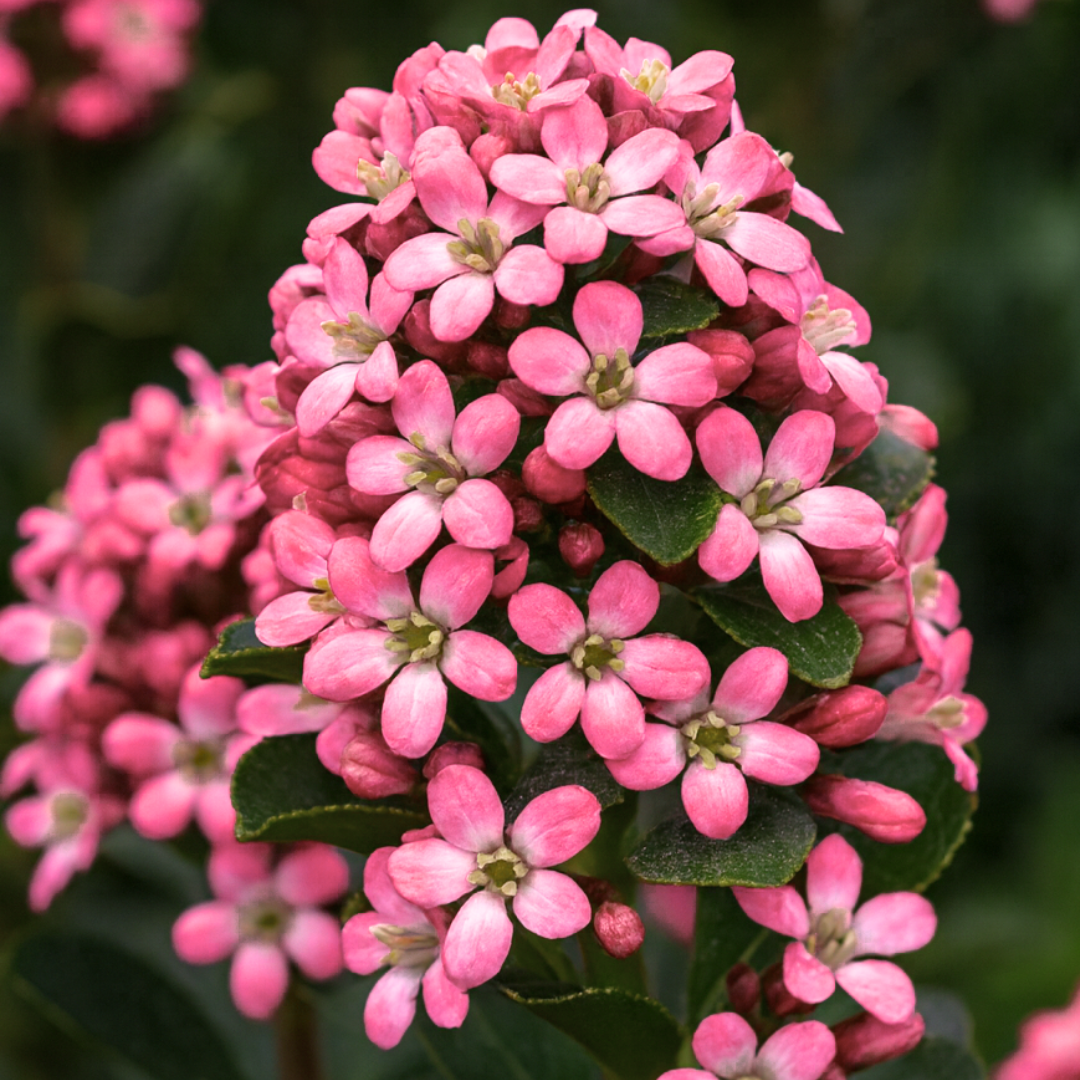 Escallonia x hybrida Pink Elle 3L at Cedar Nursery Surrey