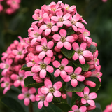 Escallonia x hybrida Pink Elle 3L at Cedar Nursery Surrey