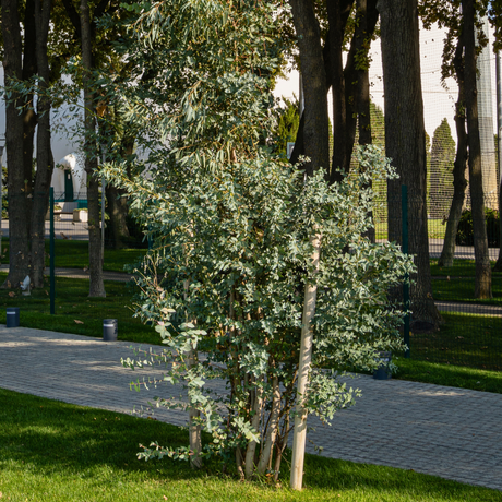Eucalyptus gunnii 3L at Cedar Nursery Surrey