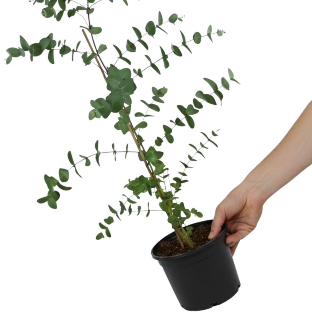 Eucalyptus gunnii 3L at Cedar Nursery Surrey