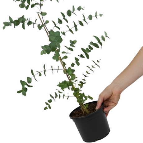 Eucalyptus gunnii 3L at Cedar Nursery Surrey