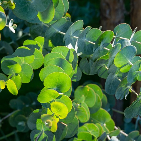 Eucalyptus gunnii 3L at Cedar Nursery Surrey