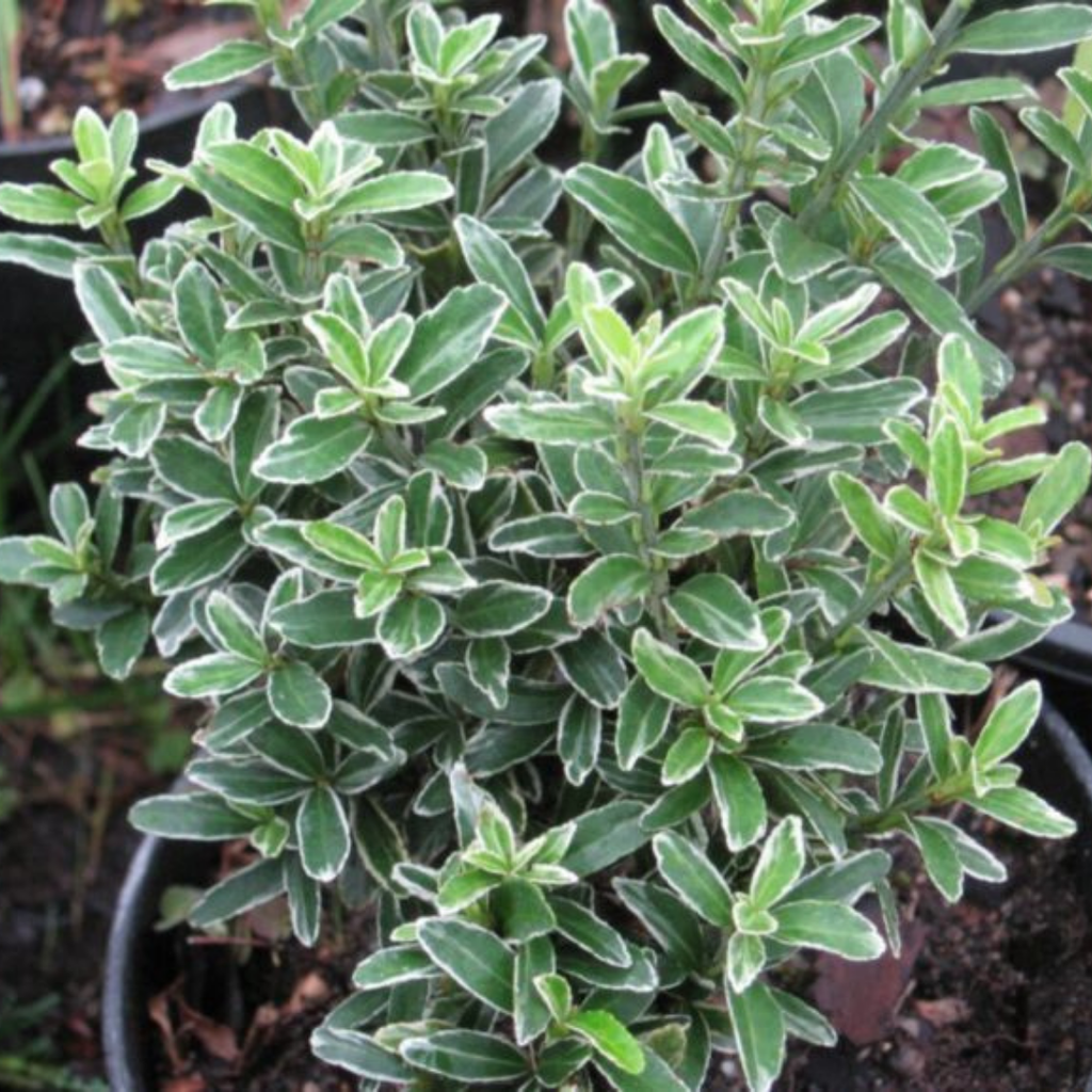 Euonymus japonicus 'Microphyllus Albovariegatus' (v) from Cedar Nursery, Cobham