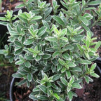 Euonymus japonicus 'Microphyllus Albovariegatus' (v) from Cedar Nursery, Cobham