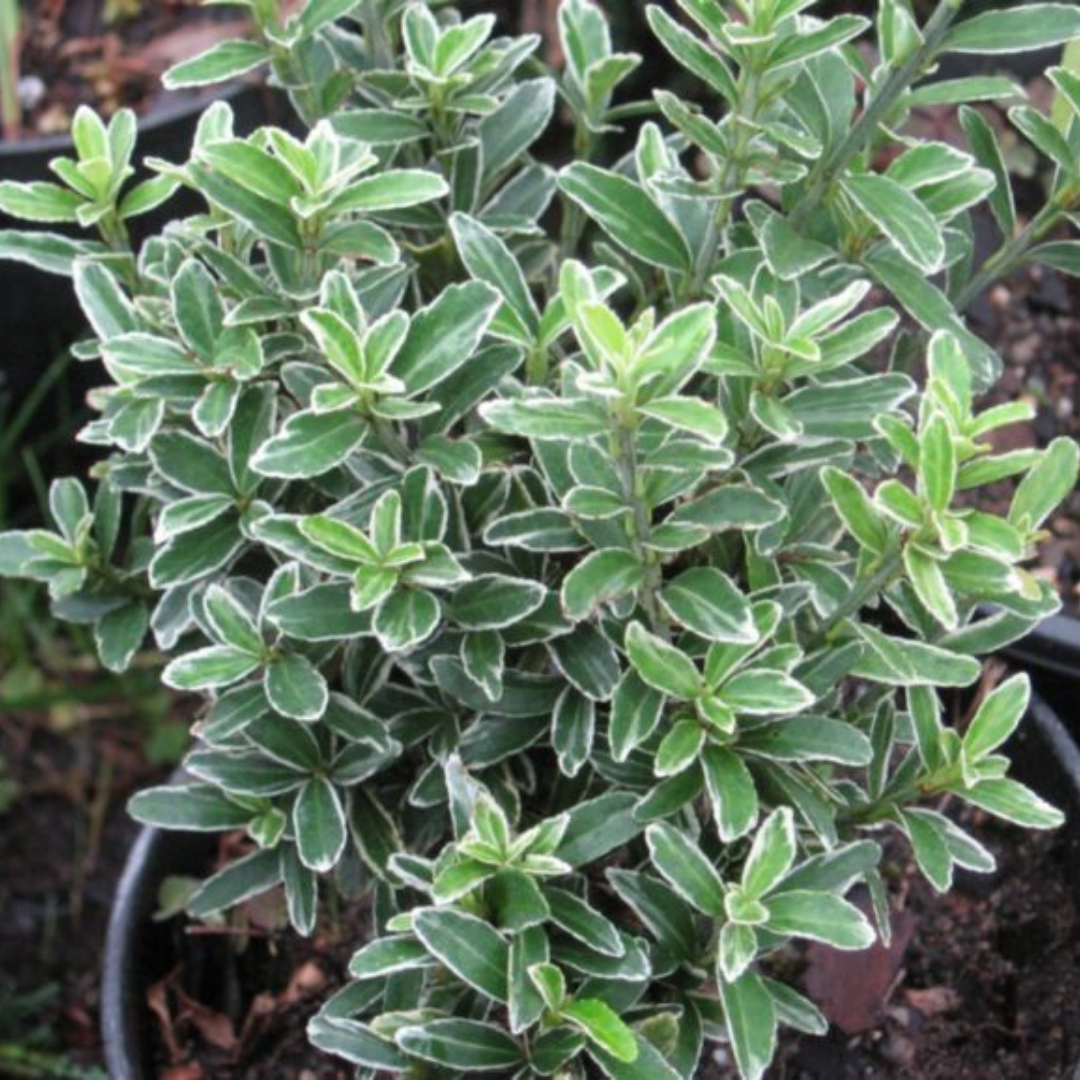 Euonymus japonicus 'Microphyllus Albovariegatus' (v) from Cedar Nursery, Cobham