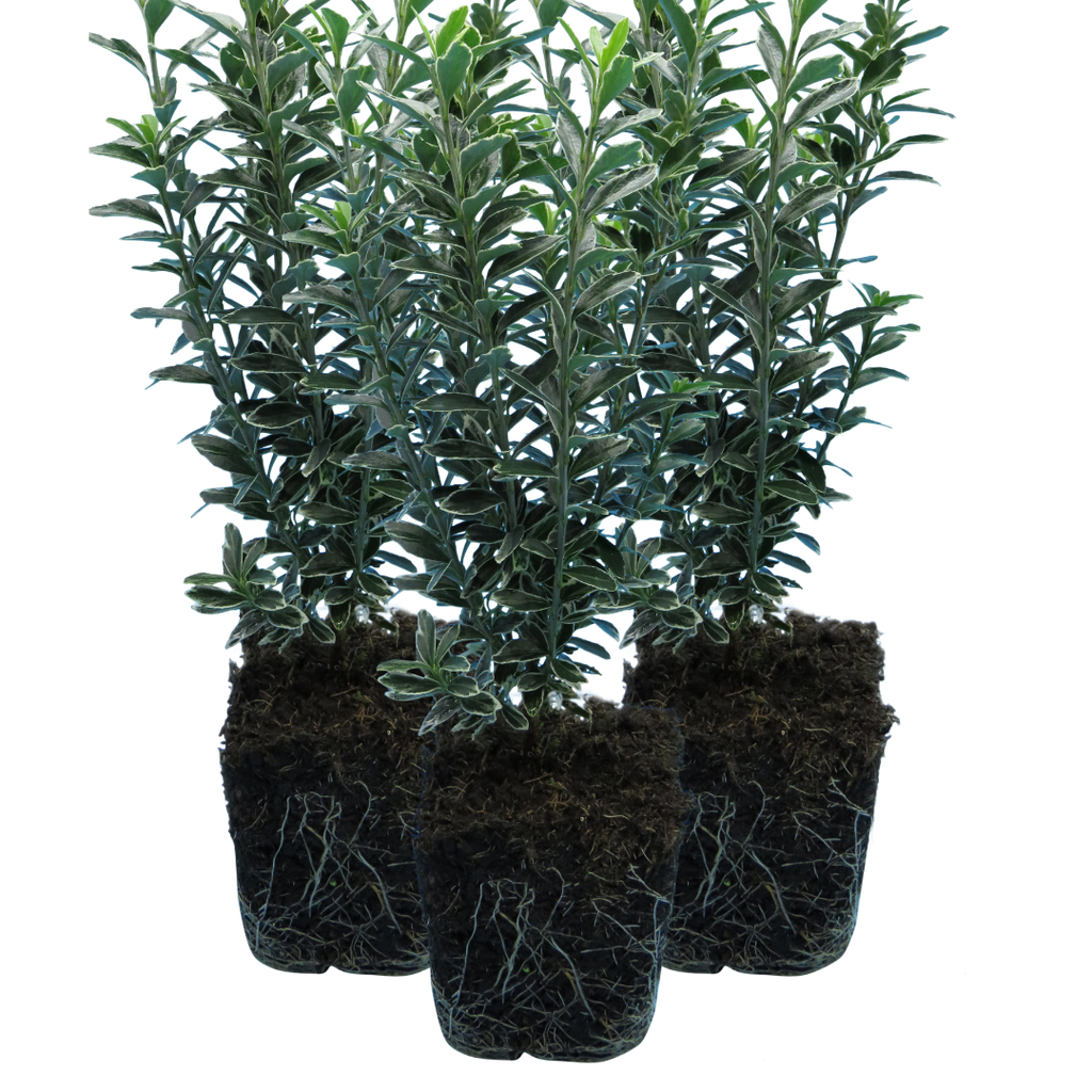 Euonymus japonicus 'Microphyllus Albovariegatus' (v) from Cedar Nursery, Cobham