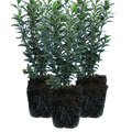 Euonymus japonicus 'Microphyllus Albovariegatus' (v) from Cedar Nursery, Cobham
