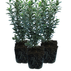 Euonymus japonicus 'Microphyllus Albovariegatus' (v) from Cedar Nursery, Cobham