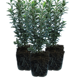 Euonymus japonicus 'Microphyllus Albovariegatus' (v)