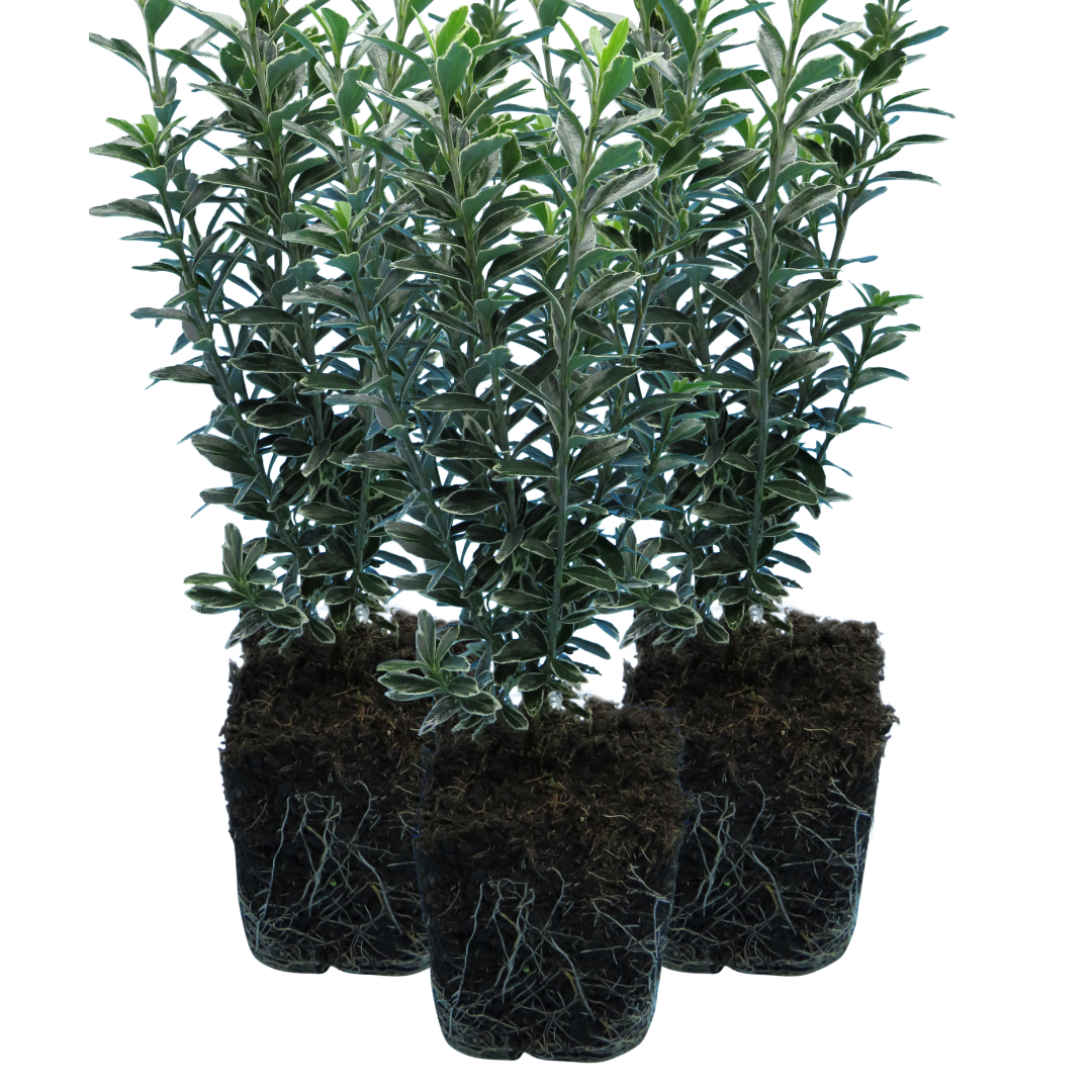 Euonymus japonicus 'Microphyllus Albovariegatus' (v) from Cedar Nursery, Cobham