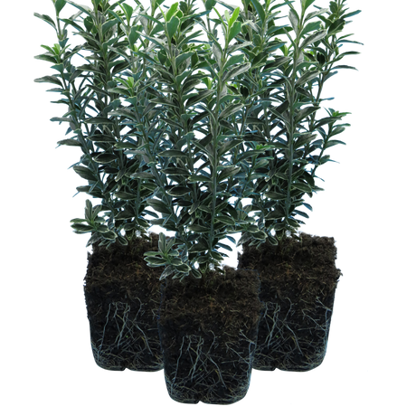 Euonymus japonicus 'Microphyllus Albovariegatus' (v) from Cedar Nursery, Cobham