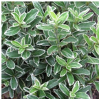 Euonymus japonicus 'Microphyllus Albovariegatus' (v) from Cedar Nursery, Cobham