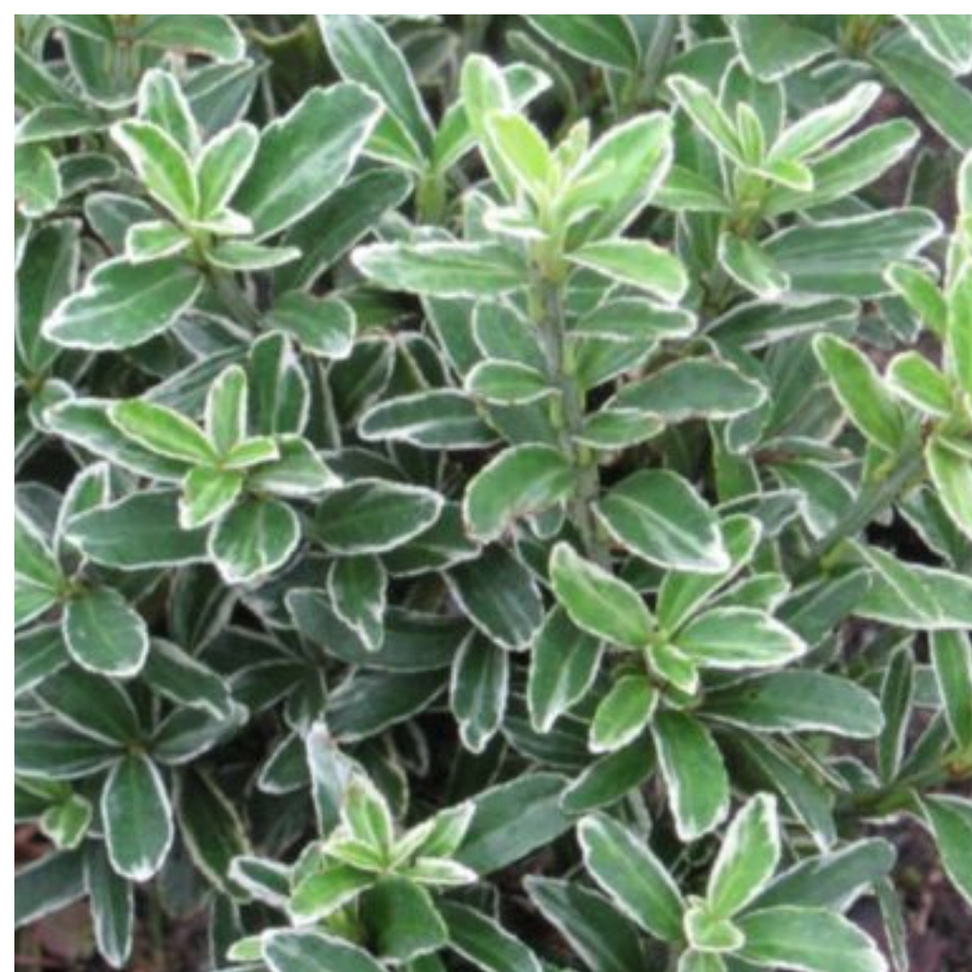 Euonymus japonicus 'Microphyllus Albovariegatus' (v) from Cedar Nursery, Cobham