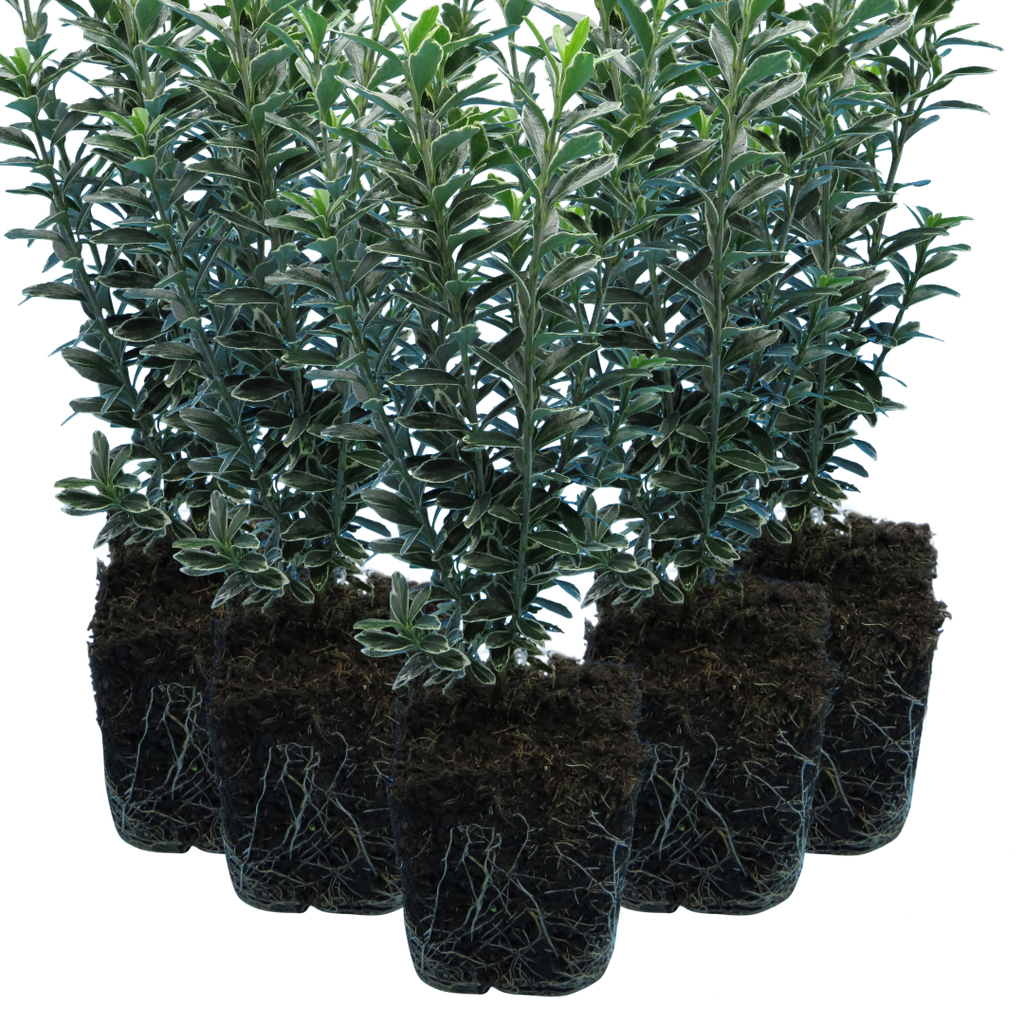Euonymus japonicus 'Microphyllus Albovariegatus' (v) from Cedar Nursery, Cobham