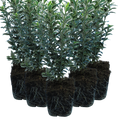 Euonymus japonicus 'Microphyllus Albovariegatus' (v) from Cedar Nursery, Cobham