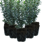 Euonymus japonicus 'Microphyllus Albovariegatus' (v) from Cedar Nursery, Cobham