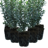 Euonymus japonicus 'Microphyllus Albovariegatus' (v)