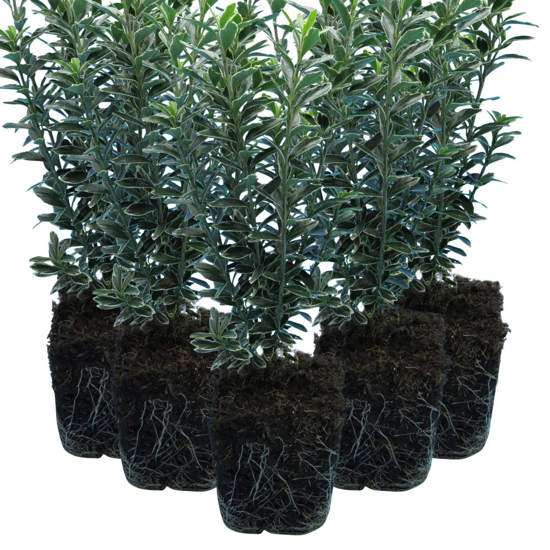 Euonymus japonicus 'Microphyllus Albovariegatus' (v) from Cedar Nursery, Cobham